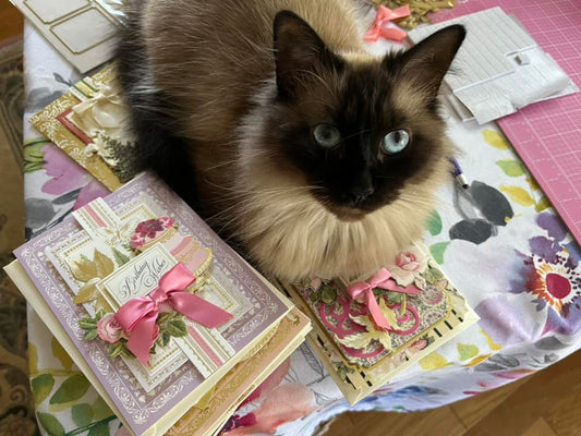 Cute kitty sitting on top of several cards