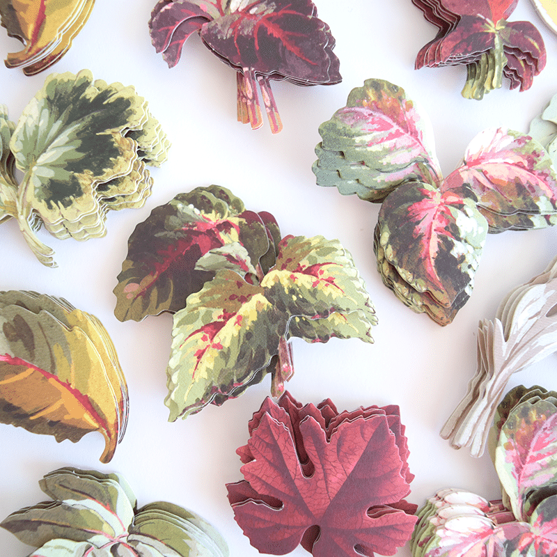 a close up of a bunch of flowers on a white surface.