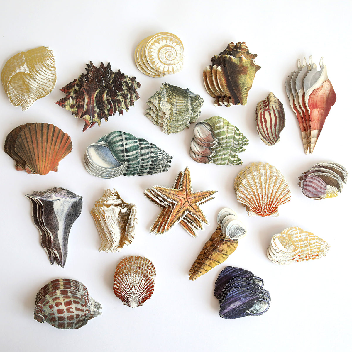 Sea Treasure Stickers: assorted seashells and a starfish on a white background, perfect embellishments for bringing 3D seaside treasures to your crafts and projects.