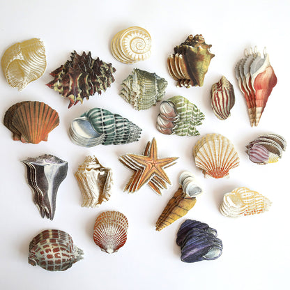 Sea Treasure Stickers: assorted seashells and a starfish on a white background, perfect embellishments for bringing 3D seaside treasures to your crafts and projects.