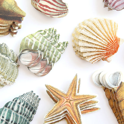 Sea Treasure Stickers: assorted illustrated embellishment stickers with seashells and a starfish on a white background, perfect for adding charming 3D seaside accents.